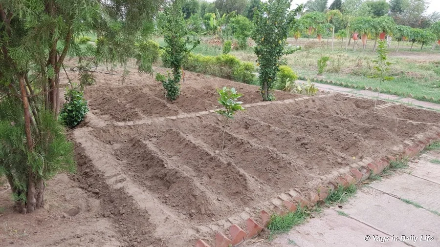 2 beds prepared for chilli seedlings